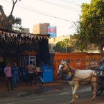 Horse ride to Edfu Temple, Edfu, Egypt