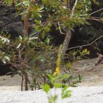 Granite Gorge Nature Park, Mareeba, Queensland