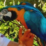 Birdworld, Kuranda, Queensland